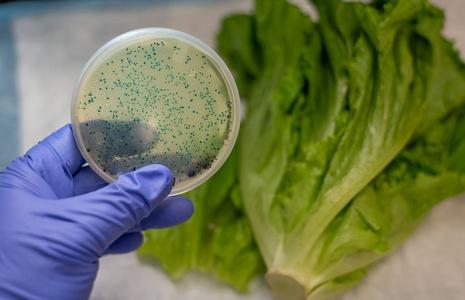 澳门一肖一码一待一中和牛肉馅大肠杆菌污染与牛肉馅大肠杆菌污染大吗